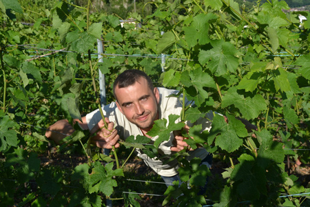 Alain bizard - vignes