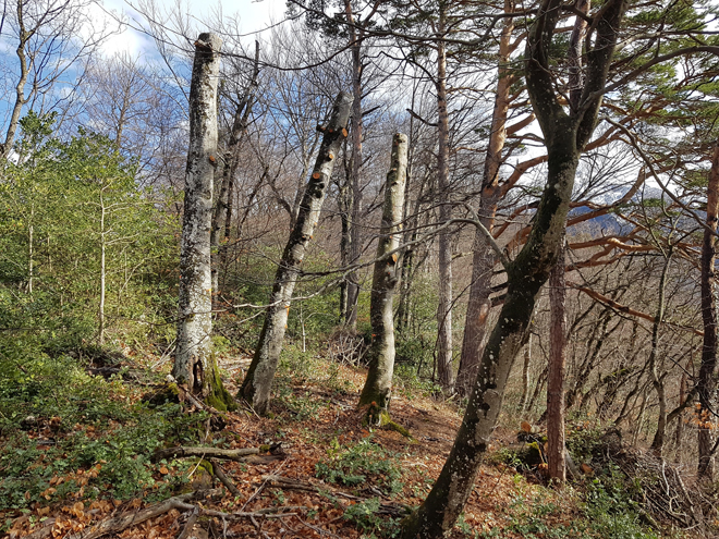 Les totems installés sur le versant sud de la colline du Montet