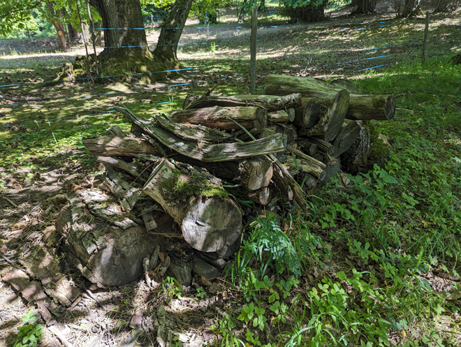 Bois laissés au sol dans la châtaigneraie de la colline du Montet favorables à de nombreux animaux (reptiles, mammifères, insectes)