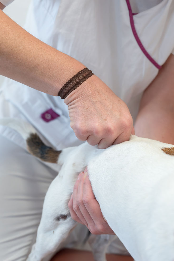 Kiko en pleine séance de chiropractie