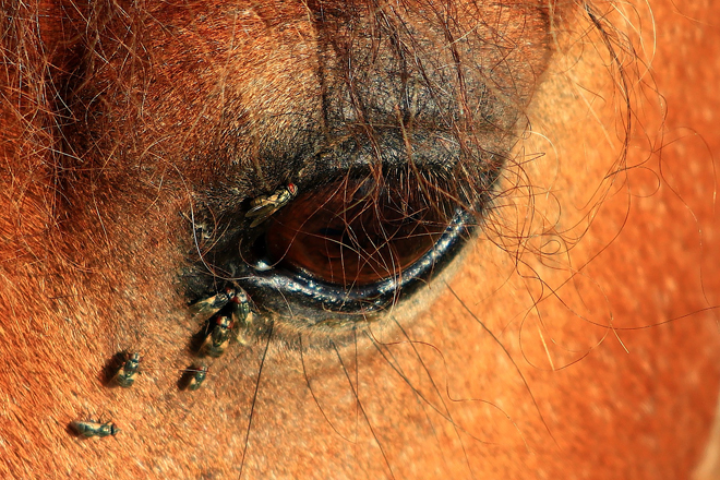 Dans le Chablais, seules deux mouches s’intéressent aux chevaux, mais elles sucent uniquement les sécrétions lacrymales et la transpiration