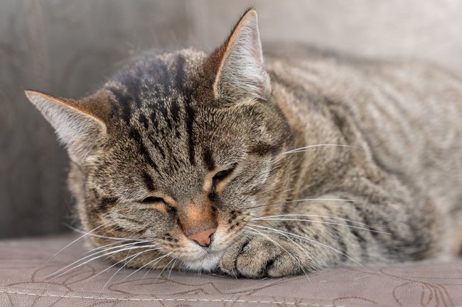 Fouinette, l’un des deux chats de la maison