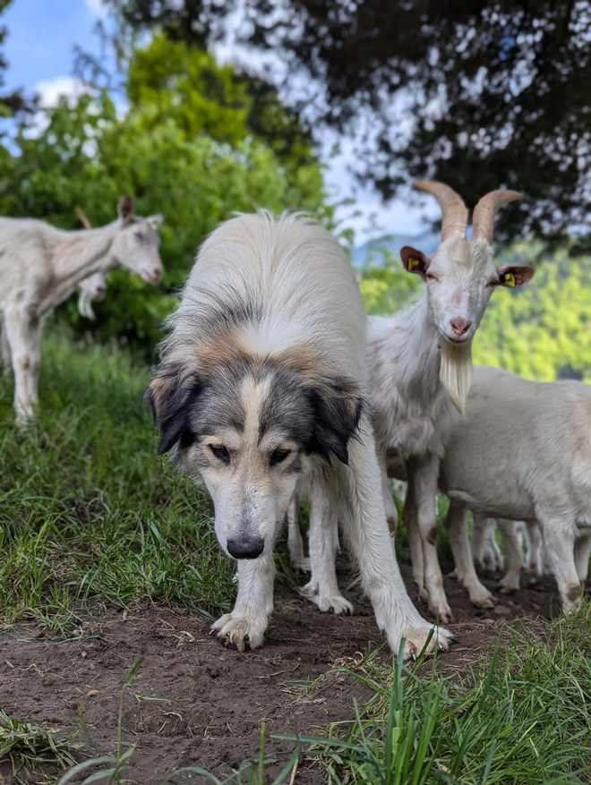 Elevage de chiens de protection de troupeau (Patous) – Carmen et Jean-Pierre Vittoni – Forclaz