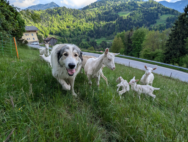 Patous, gardiens des alpages : immersion dans l’unique élevage vaudois