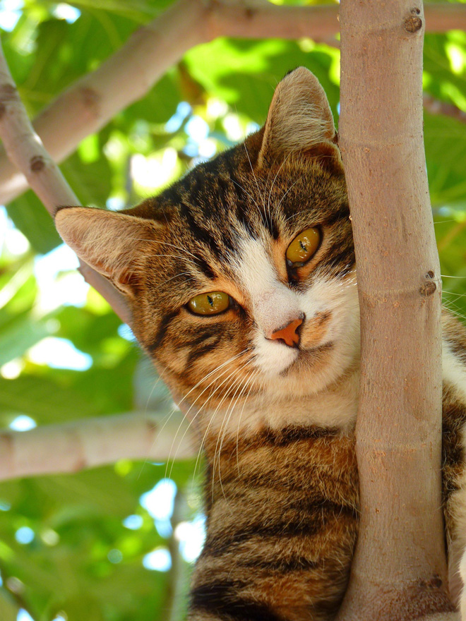 Le saviez-vous ? Il est important d’attendre avant de laisser sortir un chat dans un lieu de vacances. Il lui faut entre deux semaines et un mois pour s’acclimater