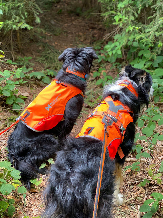 De nombreuses solutions existent aussi pour nos compagnons : colliers, laisses, harnais, gilets à LED ou avec des bandes réfléchissantes