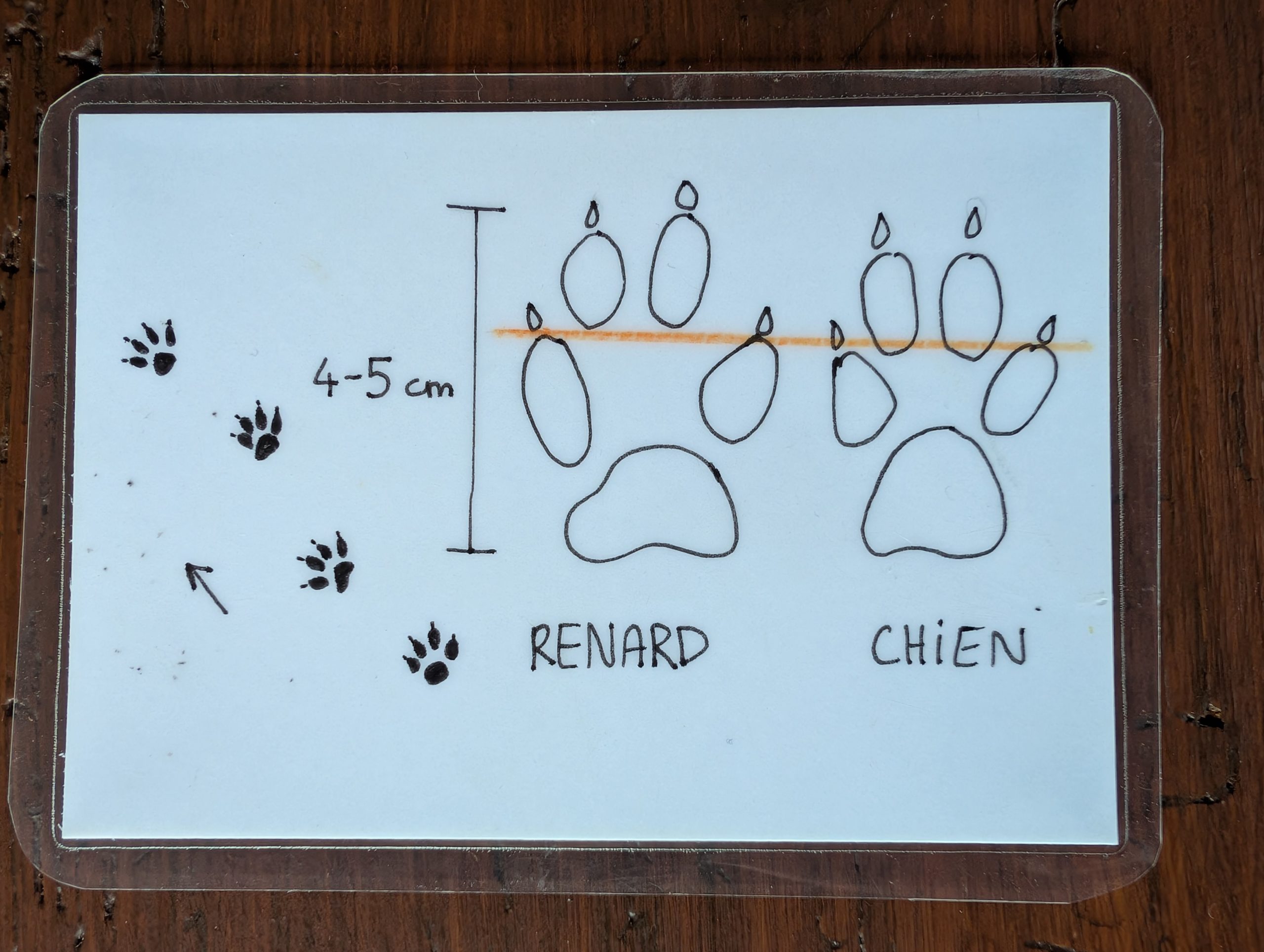 Différenciation d’une empreinte de chien de celle d’un renard