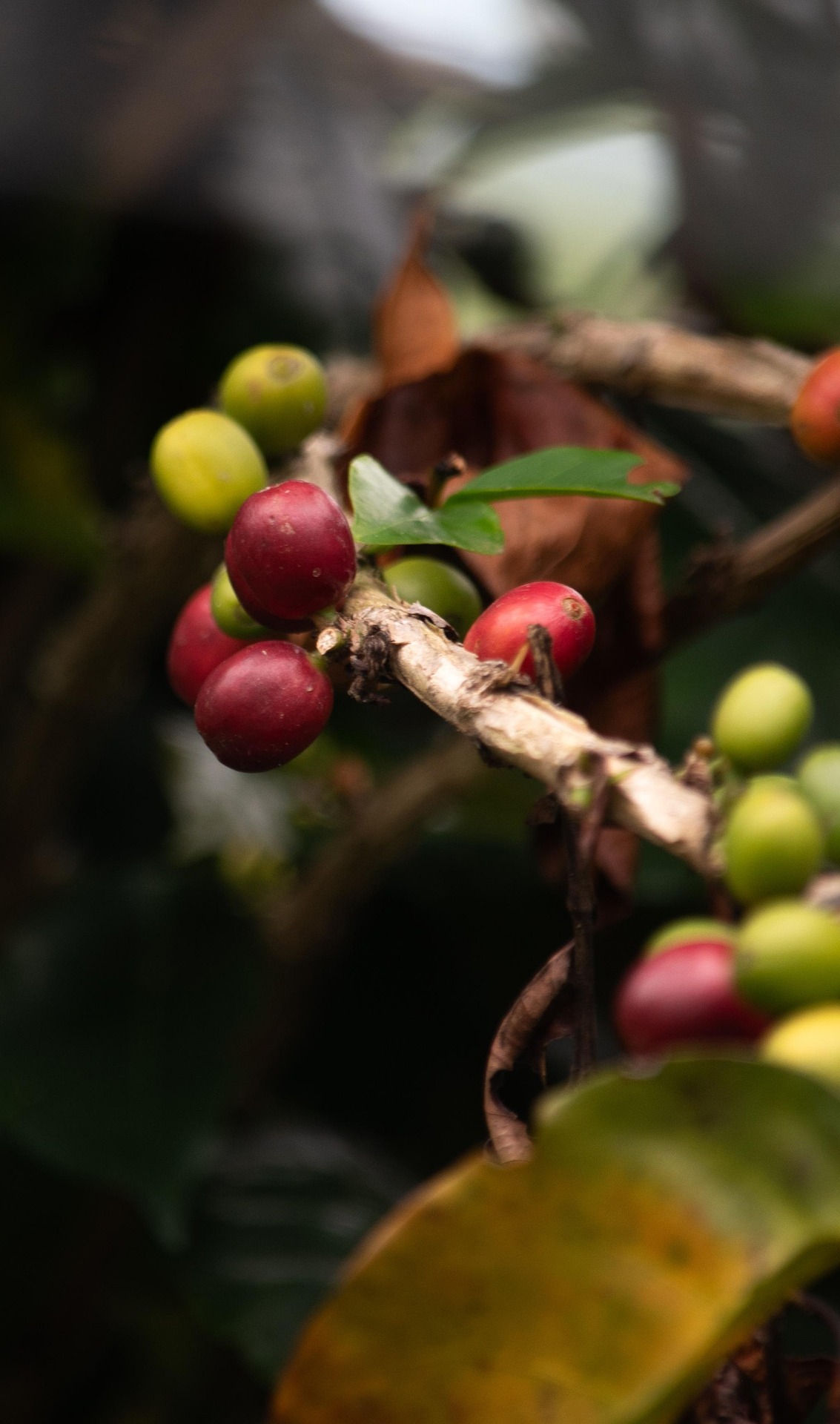 C’est cette baie qui, sous sa pulpe et sa parche (noyau), renferme les fèves de café