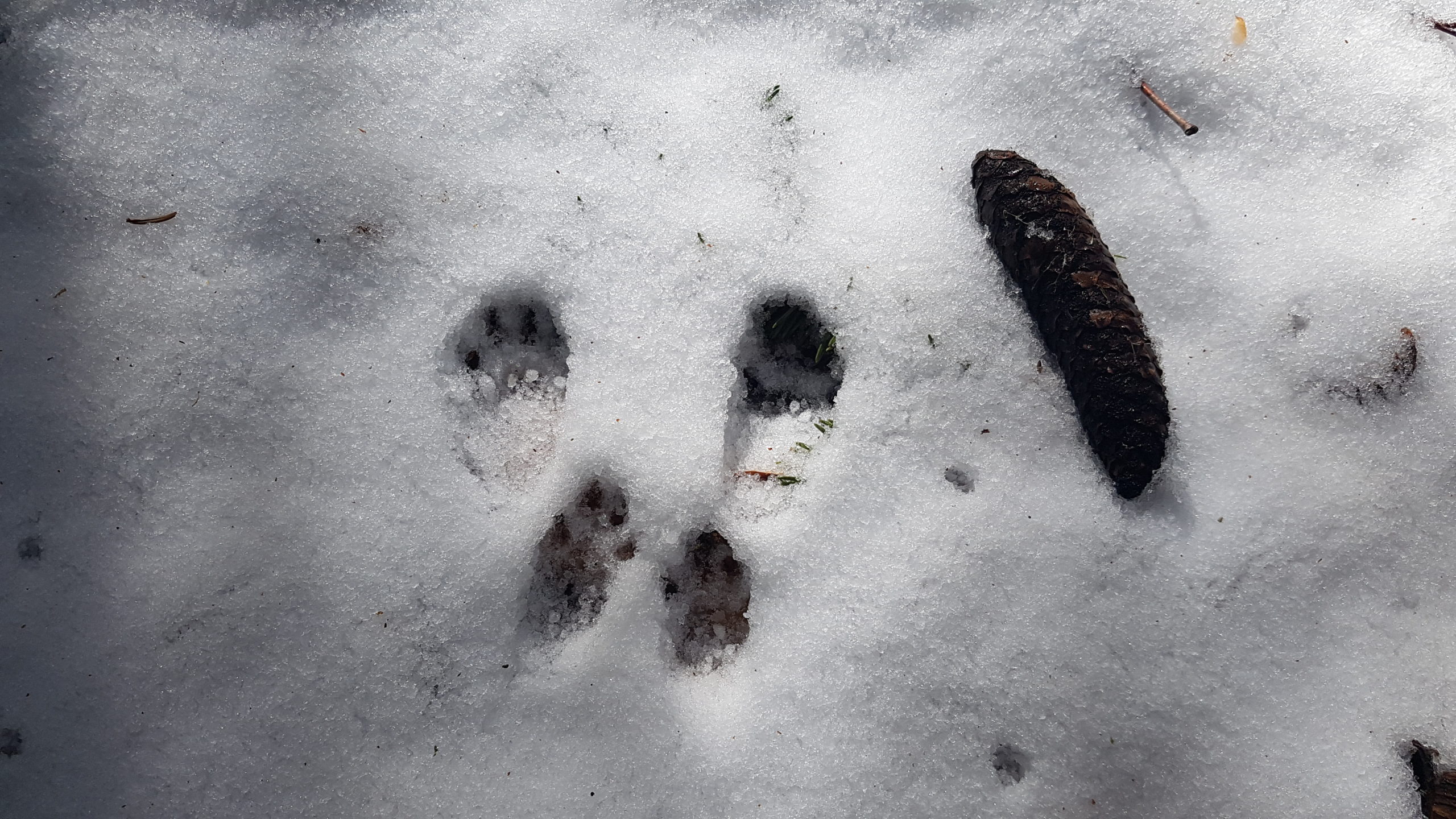 Traces laissées par un écureuil