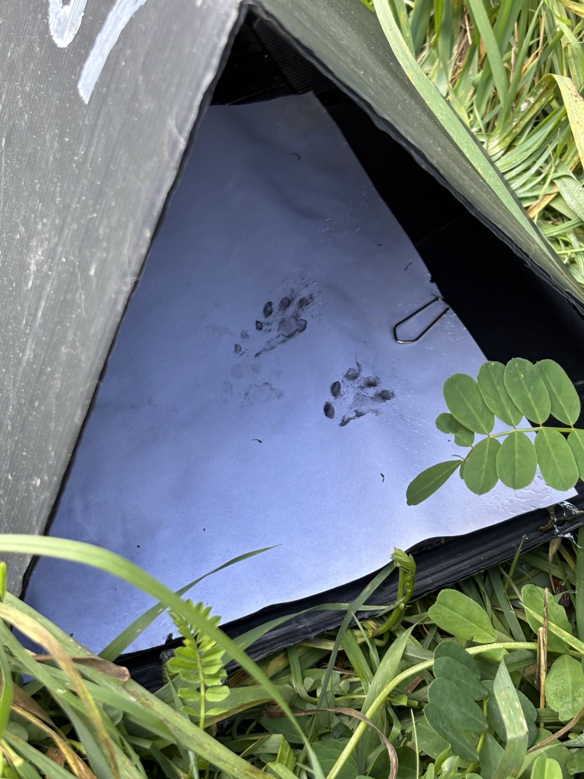 Un hérisson est passé par ce tunnel