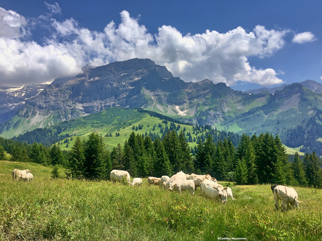 L’objectif : renforcer le tissu agricole et viticole des communes d’Aigle, Bex, Ollon, Gryon et Lavey-Morcles